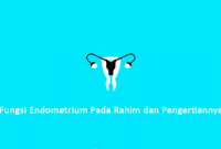 Fungsi Endometrium